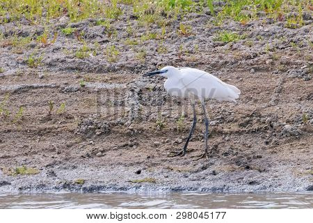 Little Egret Hunting (egretta Garzetta) White Little Egret