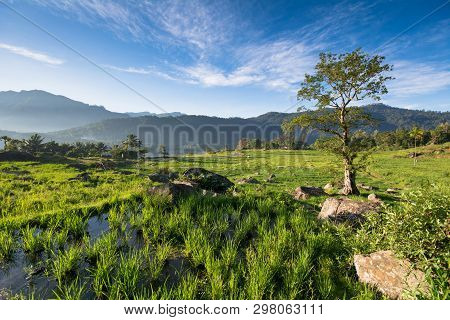 Terreced Rice Fields Of Kotmale, Central Hilands Of Sri Lanka.