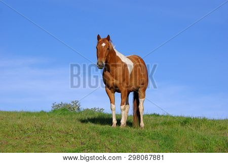 Paint Horse Standing On Green Grass Pasture With Blue Sky Background