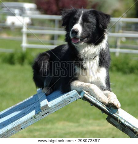Black And White Border Collie On Agility Course A-frame