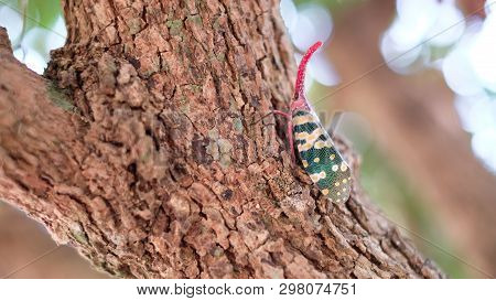 Insect ; Fulgoridae Bug On Longan Tree On Blurred Background