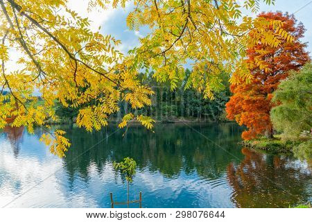 Bright Autumn Yellow Black Walnut Tree Leaves  Over Lakd At Mclaren Falls Park With Lens Flare Taura
