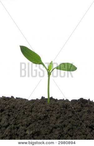 Plant On White