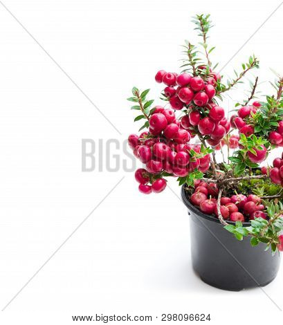 Gaultheria  Mucronata Plant In Pot Isolated On White