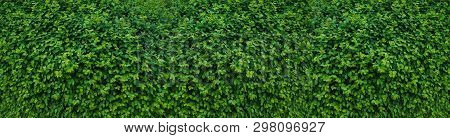 Panorama Of The Wall Consisting Of Thousands Of Leaves, Decorates, Protects Against Noise And Glance