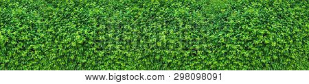 Panorama Of The Green Wall Consisting Of Thousands Of Small Leaves. A Carpet Of Greenery.