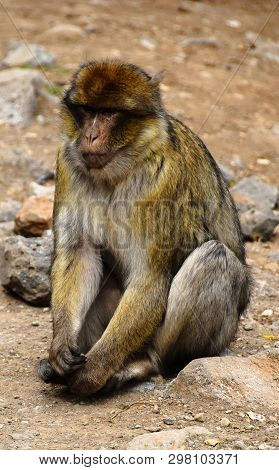 A Small Chimpanzee Monkey At Azrou Forest In High Atlas In Morocco