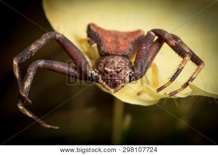 A Crab Spider (pistius Truncatus) Sitting On A Yellow Flower