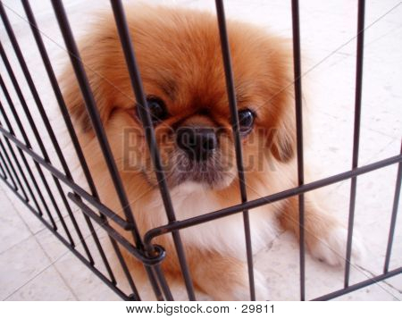 Innocent Doggie