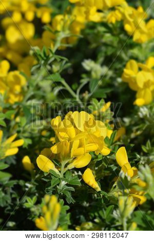 Easter Broom - Latin Name - Genista X Spachiana