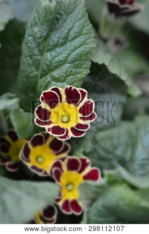 Primrose Victoriana - Latin Name - Primula Veris Victoriana