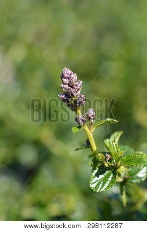 Creeping Blue Blossom - Latin Name - Ceanothus Thyrsiflorus Repens