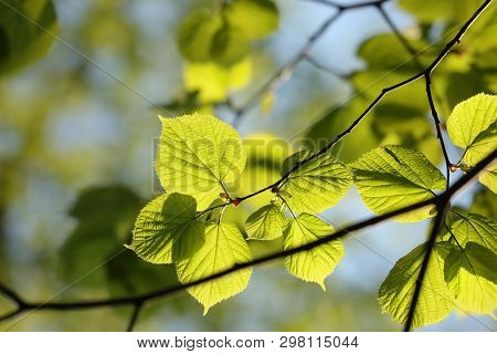 Linden leaves spring forest Nature background Nature background Green Nature background Nature forest Nature background Close-up Fresh lush Nature linden Nature background Nature leaf Nature outdoor Nature background Nature woods Nature background.