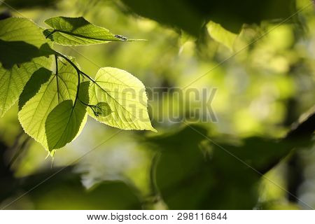 Linden leaves spring forest Nature background Nature background Green Nature background Nature forest Nature background Close-up Fresh lush Nature linden Nature background Nature leaf Nature outdoor Nature background Nature woods Nature background.