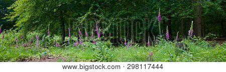 Foxgloves Or Digitalis In Front Of Trees In Woods