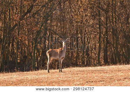 Flock Of Deers To Coincide With The Surroundings In Spring