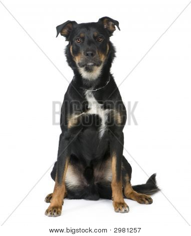 Bastard Beauceron (18 måneder)
