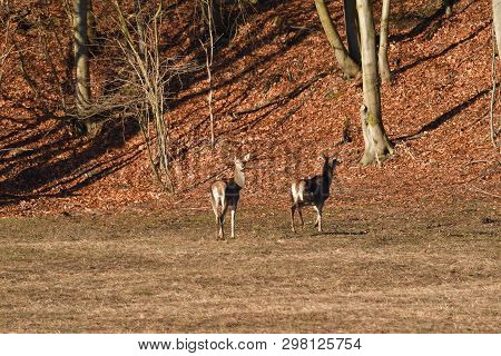 Flock Of Deerskin Running Inside The Forest To Hide Before Enemy