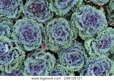 Plant Brassica Oleracea Acephala In Garden. Natural Background