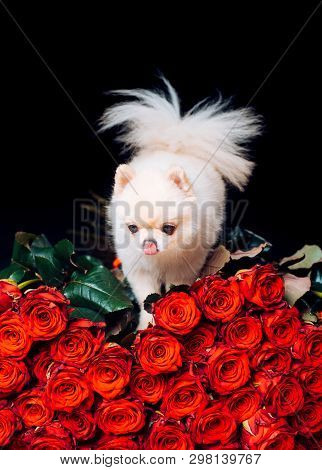 Pomeranian Spitz. Fashionable Doggy On Roses. A Gift For A Glamorous Girl. Cute White Puppy. Pet. Do