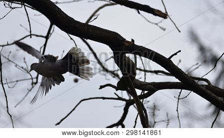 Bird in Flight. Wood Pigeon (Columba Polumbus) Flies.from the Tree.