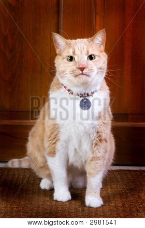Fido, o gato de guarda