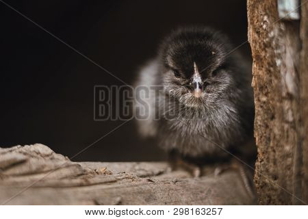 Portrait Of Beautiful And Black Illuminated Little Chicken Standing On The Edge Of Wooden Table On D