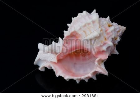 Pink Sea Shell