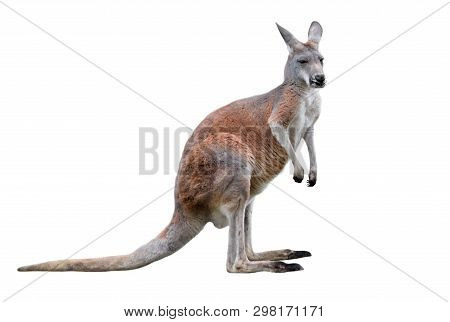 Male Kangaroo Isolated On White Background. Big Kangaroo Full Lengths, Side View. The Kangaroo Is A 