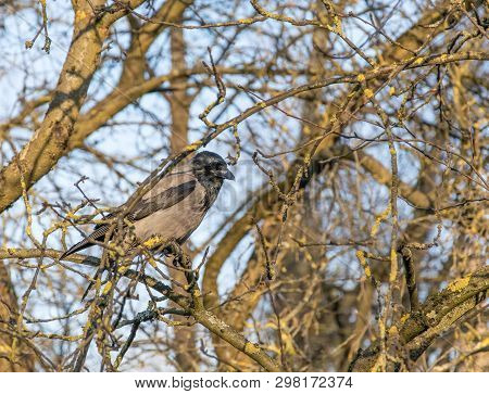 The Crow Sits On A Beautiful Picturesque Branchy Tree Without Leaves In Early Spring.