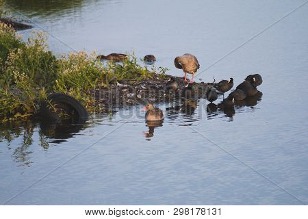 Gooses And Coots Birds On Side Of Cosat Polution In Water Car Tire