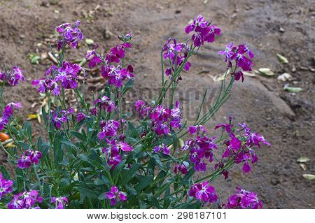 Close-up Of Hoary Stock Flowers, Tenweeks Stock, Matthiola Incana, Nature