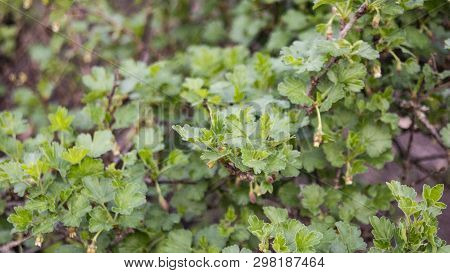 The Bush In The Forests Of Europe Wild Gooseberry Grossularia Reclinata In The Spring During The Flo