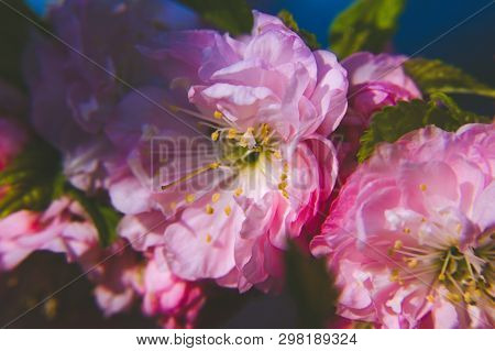 Spring Spirit: Macro Closeup Of Beautiful Prunus Triloba Beautiful Pink Flowers With Shallow Depth. 