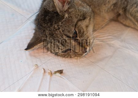 Cat Head And Dirty Cotton Buds After Ear Clening