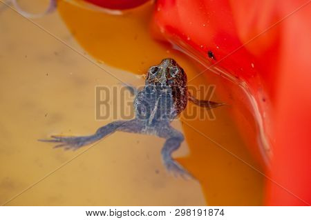 A Small Garlic Toad Floats In A Children's Water Basin