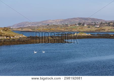 Swans, Farms And Vegetation Around Bay