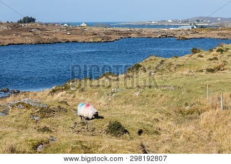 Sheeps In A Farm With Lake And Bay In Background