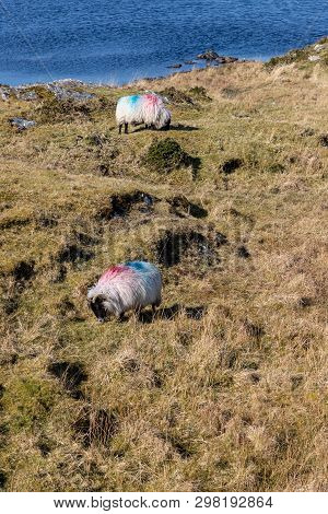 Sheeps In A Farm With Lake In Background