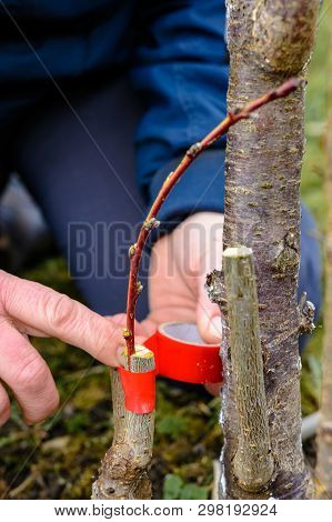 Woman Wraps A Graft Tree With An Insulating Tape In The Garden To Detain The Damp In It In Close-up