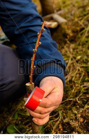 Woman Wraps A Graft Tree With An Insulating Tape In The Garden To Detain The Damp In It In Close-up