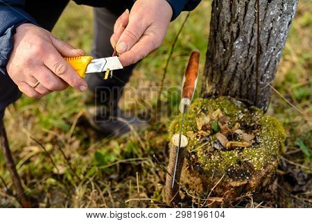 A Woman Gardener Cuts A Clip Of Wood For Vaccination With A Sharp Knife