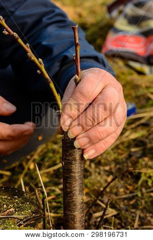 A Woman Makes A Fruit Tree In The Garden And Attaches A Young Twig
