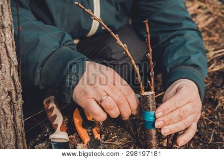 Woman Wraps A Graft Tree With An Insulating Tape In The Garden To Detain The Damp In It In Close-up
