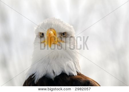 Águila calva americana