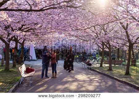 Copenhagen, Denmark - April 08, 2019: People Enjoying The Cherry Tree Blossoming At Bispebjerg Cemet