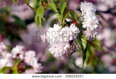 Spring Blooming Of Sakura.  Kiku Shidare Sakura. Copy Space.