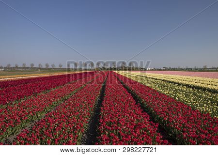 Landscape Innumerable Colored Pink Tulips Row Dutch Spring Landscape Sunny