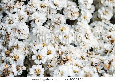 White Flowers Background, Latin Name Achillea Ptarmica The Pearl, Selective Focus