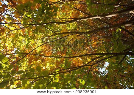 Trees In Autumn Season Background. Beauty In Nature. Autumn Lansdscape